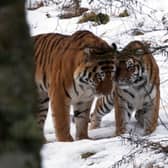 Amur tigers Botzman and Dominika at Highlands Wildlife Park.