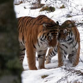 Amur tigers Botzman and Dominika at Highlands Wildlife Park.