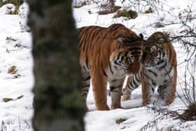 Amur tigers Botzman and Dominika at Highlands Wildlife Park.