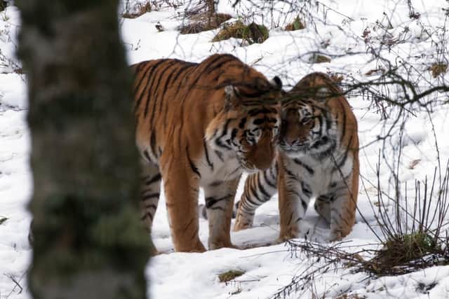 Amur tigers Botzman and Dominika at Highlands Wildlife Park.