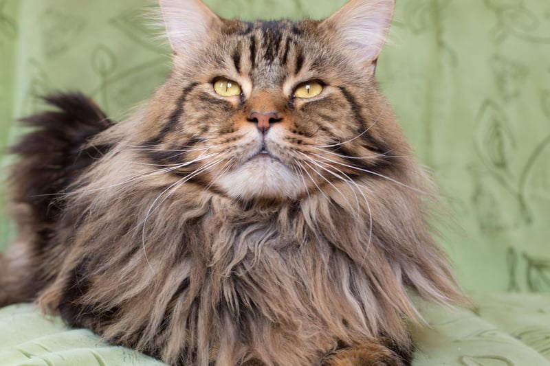 Ah, the gorgeous Maine Coon. One of the largest cat breeds, a male Maine Coon can weigh up to 25lbs, with a female up to 18lbs. They aren't too fond of a cuddle, however, they do enjoy being close to you and remain affectionate and clever cats.