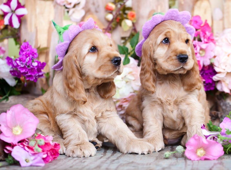 A gun dog known for its active, good-natured personality, the Cocker Spaniel is the UK's third most popular dog, with 38,910 registrations in 2021.