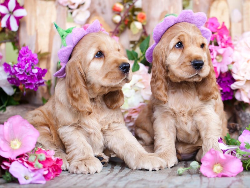 A gun dog known for its active, good-natured personality, the Cocker Spaniel is the UK's third most popular dog, with 38,910 registrations in 2021.