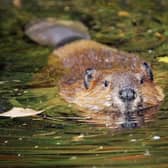 A beaver swimming in murky lake water. Picture: Getty Images