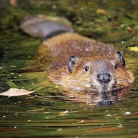 A beaver swimming in murky lake water. Picture: Getty Images