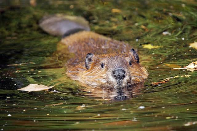 A beaver swimming in murky lake water. Picture: Getty Images