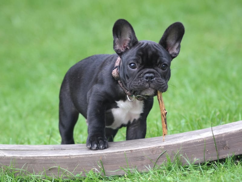 One of the most muscly small dogs, the French Bulldog completes our top 10 with an average weight of between 9-12 kg.