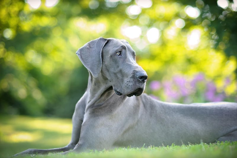 In common with many large dogs, the enourmous Great Danes lives a relatively short life - averaging 6-8 years.