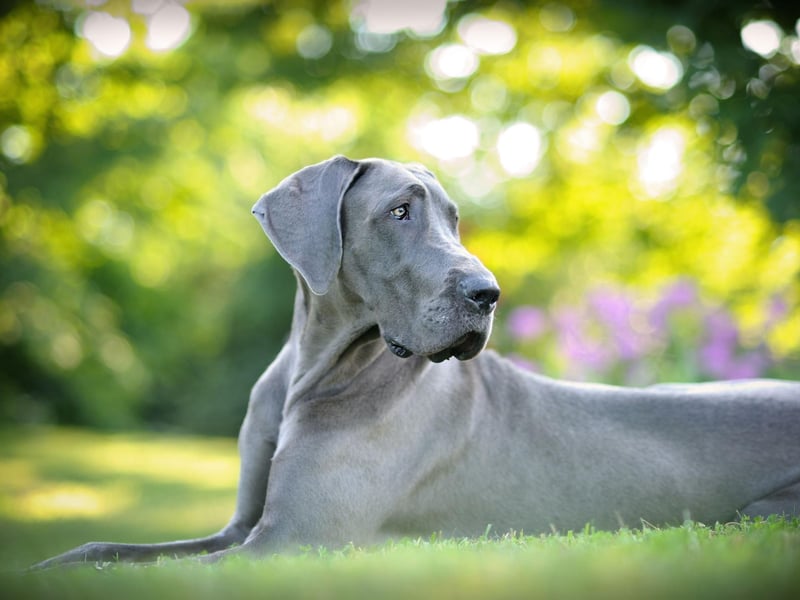 In common with many large dogs, the enourmous Great Danes lives a relatively short life - averaging 6-8 years.