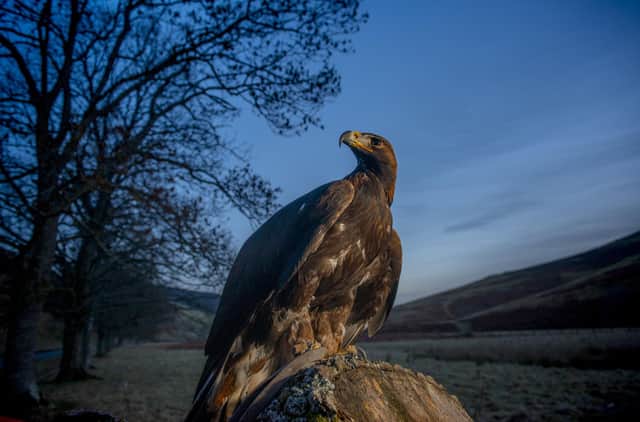 Illegal persecution of golden eagles through shooting or poisoning is still a major problem in Scotland.