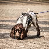 Harry is one of three dogs which have been specially trained to sniff out underground water leaks in district heat schemes as part of a trial being carried out by energy developer Vattenfall in the Netherlands. Picture: Lucinde Perdok