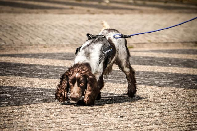 Harry is one of three dogs which have been specially trained to sniff out underground water leaks in district heat schemes as part of a trial being carried out by energy developer Vattenfall in the Netherlands. Picture: Lucinde Perdok