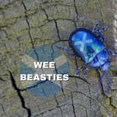 If you hear a Scot referring to “wee beasties” then keep an eye out because this refers to pesky small insects, and if it’s expressed like “they’ve got wee beasties in their hair” then there’s a case of headlice going on.