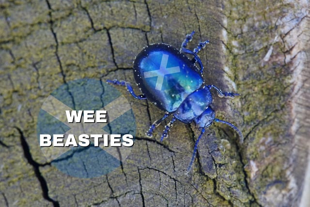 If you hear a Scot referring to “wee beasties” then keep an eye out because this refers to pesky small insects, and if it’s expressed like “they’ve got wee beasties in their hair” then there’s a case of headlice going on.