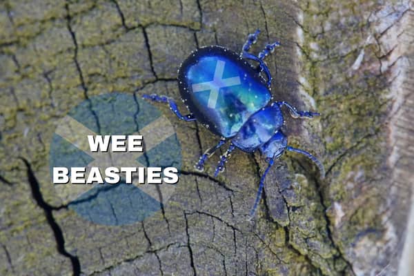 If you hear a Scot referring to “wee beasties” then keep an eye out because this refers to pesky small insects, and if it’s expressed like “they’ve got wee beasties in their hair” then there’s a case of headlice going on.