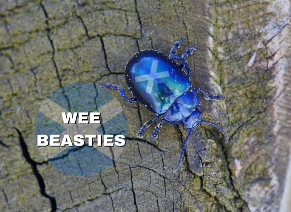 If you hear a Scot referring to “wee beasties” then keep an eye out because this refers to pesky small insects, and if it’s expressed like “they’ve got wee beasties in their hair” then there’s a case of headlice going on.