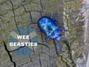 If you hear a Scot referring to “wee beasties” then keep an eye out because this refers to pesky small insects, and if it’s expressed like “they’ve got wee beasties in their hair” then there’s a case of headlice going on.