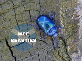 If you hear a Scot referring to “wee beasties” then keep an eye out because this refers to pesky small insects, and if it’s expressed like “they’ve got wee beasties in their hair” then there’s a case of headlice going on.