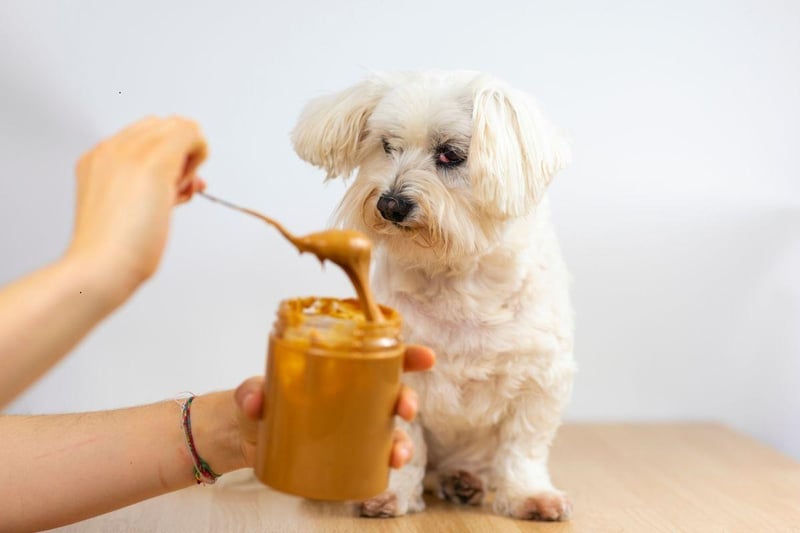 Unusually, the issue with the cute Maltese is that they can become bored of the same food. If they aren't emptying their bowl, try something that has a different flavour or texture. Some owners recommed trying baby food if nothing else is working.