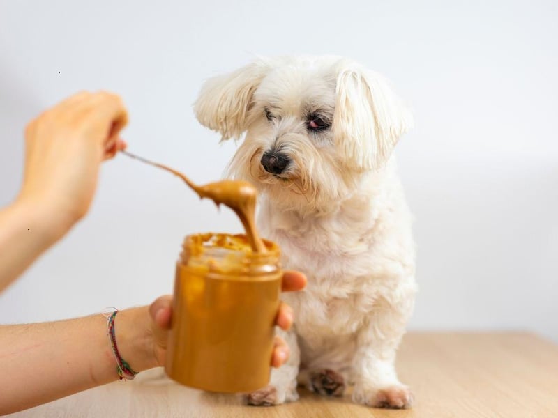 Unusually, the issue with the cute Maltese is that they can become bored of the same food. If they aren't emptying their bowl, try something that has a different flavour or texture. Some owners recommed trying baby food if nothing else is working.