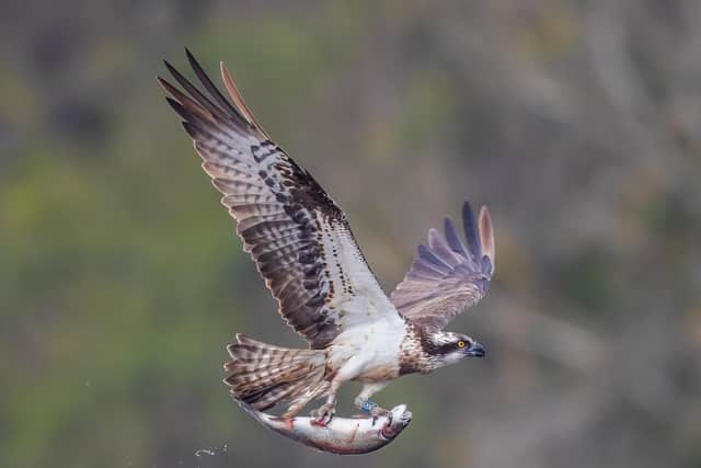 The pictures show the full wingspan of the osprey.
