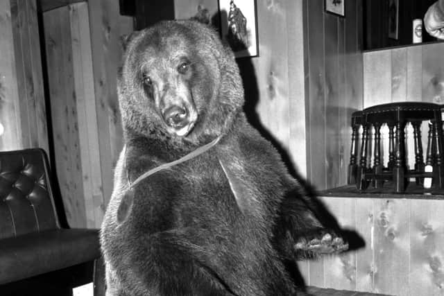 Hercules the grizzly bear visits the Sheriffmuir Inn near Stirling in December 1980.