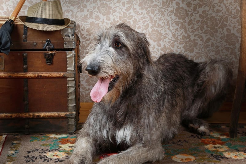 The second tallest dog breed is the Irish Wolfhound. Males are typically 32-35 inches tall, with females standing at least 28 inches in height.