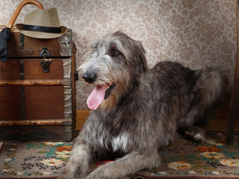 The second tallest dog breed is the Irish Wolfhound. Males are typically 32-35 inches tall, with females standing at least 28 inches in height.