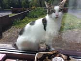 Toodles was one of three cats which died.(Pic: Scottish SPCA)