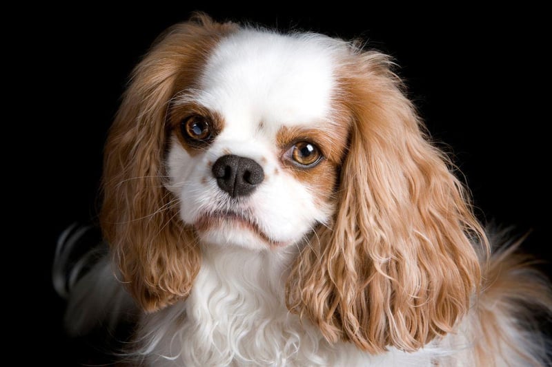 Sharing much of its history - and its name - with its slightly larger Cavalier cousin, the King Charles Spaniel's association with royalty dates back to Queen Mary I. It also has a rounder head and a shorter nose than the far more popualr Cavalier King Charles Spaniel.