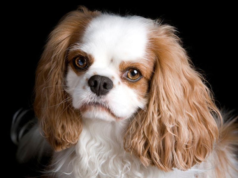 Sharing much of its history - and its name - with its slightly larger Cavalier cousin, the King Charles Spaniel's association with royalty dates back to Queen Mary I. It also has a rounder head and a shorter nose than the far more popualr Cavalier King Charles Spaniel.