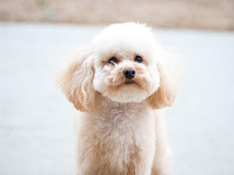 Our final destination is Japan, where more male dogs are called Sora than any other name.