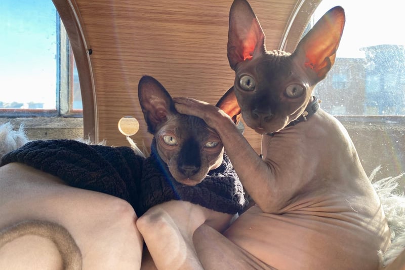 Due to their hairless appearance, a Sphinx can be high maintenance, however, it doesn't stop them from living long live, with this breed still average a 10 year life span despite being prone to heart disease.