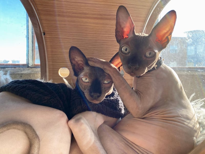Due to their hairless appearance, a Sphinx can be high maintenance, however, it doesn't stop them from living long live, with this breed still average a 10 year life span despite being prone to heart disease.