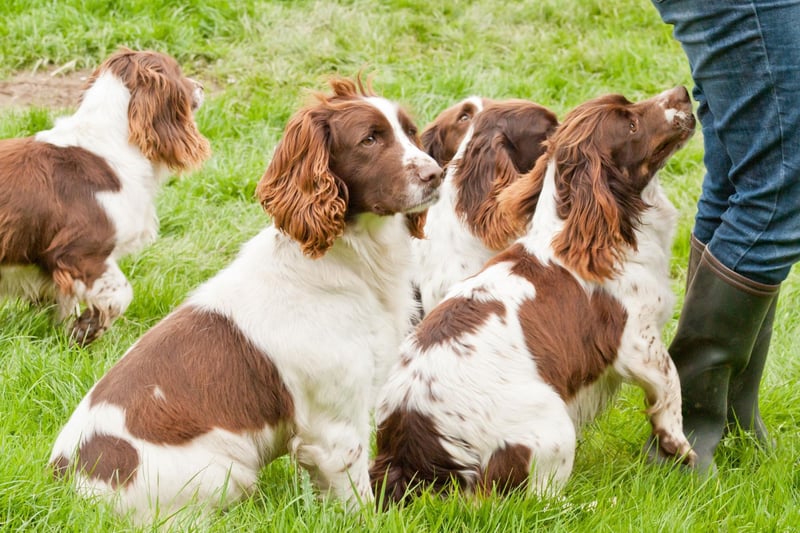 Another traditional English name comes in at fifth. Charlie is a dimuntive form of Charles, meaning 'free man'.