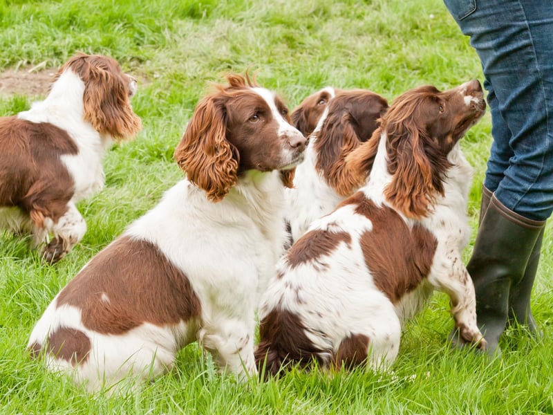 Another traditional English name comes in at fifth. Charlie is a dimuntive form of Charles, meaning 'free man'.