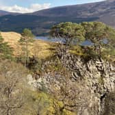 The search is on to find Scotland’s 'lost' native pinewoods to try and save them before they disappear forever. Picture: Trees for Life