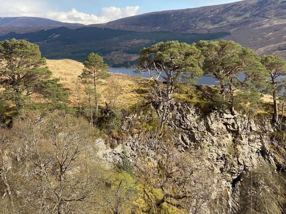 The search is on to find Scotland’s 'lost' native pinewoods to try and save them before they disappear forever. Picture: Trees for Life