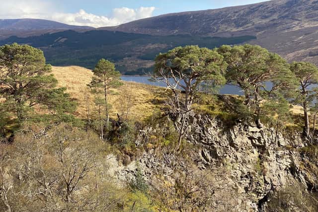 The search is on to find Scotland’s 'lost' native pinewoods to try and save them before they disappear forever. Picture: Trees for Life