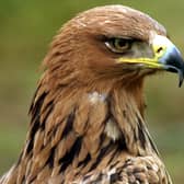 Raptors such as the golden eagle are thriving on grouse moors, says Ross Ewing of Scottish Land & Estates