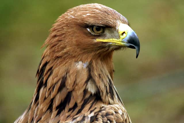 Raptors such as the golden eagle are thriving on grouse moors, says Ross Ewing of Scottish Land & Estates