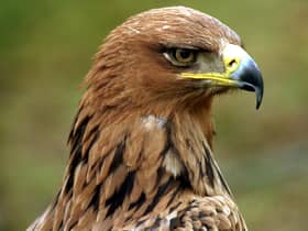 Raptors such as the golden eagle are thriving on grouse moors, says Ross Ewing of Scottish Land & Estates