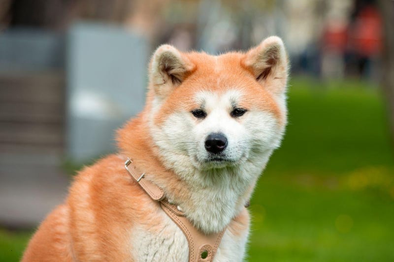 Akitas are great family protectors but respond badly to being prodded and teased by young children. They can also perceive a new baby to be a threat to their household