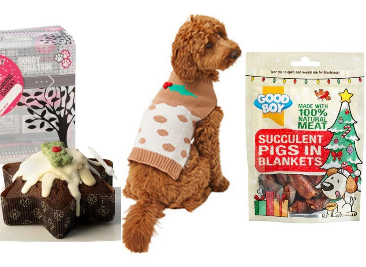 5 Exciting DIY Christmas Gifts for Dogs 2022 - CanadaPetCare Blog