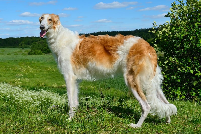 Also known as the Russian Wolfhound, the elegant Borzoi stands tall at between 26-33 inches tall.