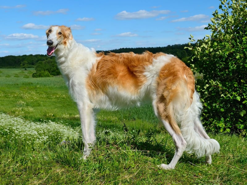 Also known as the Russian Wolfhound, the elegant Borzoi stands tall at between 26-33 inches tall.