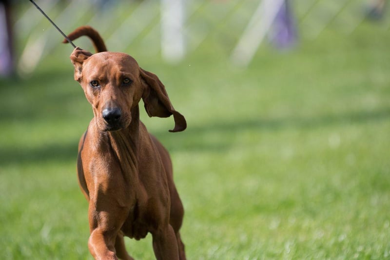 A very rare breed in the UK, the Redbone Coonhound was bred to trek and swim over varied landscapes while hunting a variety of animals, including raccoons. They have incredible endurance and can run for miles.