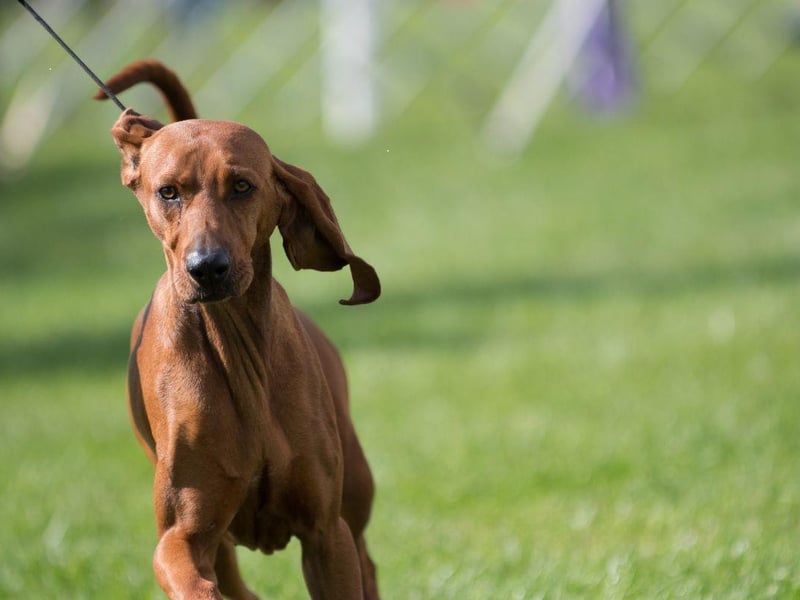 A very rare breed in the UK, the Redbone Coonhound was bred to trek and swim over varied landscapes while hunting a variety of animals, including raccoons. They have incredible endurance and can run for miles.