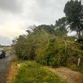 Trees brought down by Storm Arwen in Hopeman, Moray (Picture: Peter Summers/Getty Images)