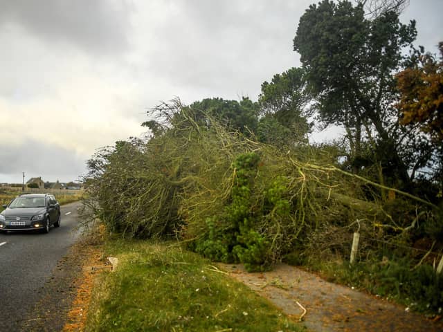 Trees brought down by Storm Arwen in Hopeman, Moray (Picture: Peter Summers/Getty Images)